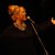 tributo a Mercedes Sosa di GINEVRA DE MARCO inaugura "Somethin'Else