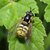 Training di entomologia, agevolazione per ferraresi e studenti di Unife