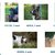 Sette cani ospiti del Canile municipale a passeggio in città per il progetto 'Adottami'