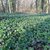 Visita guidata nel Bosco di Porporana alla scoperta di funghi, erbe e fiori spontanei