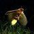 Alla scoperta della natura di notte e lungo il fiume